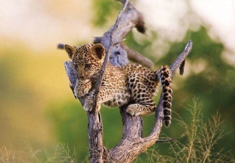 Необычные Дикие животные