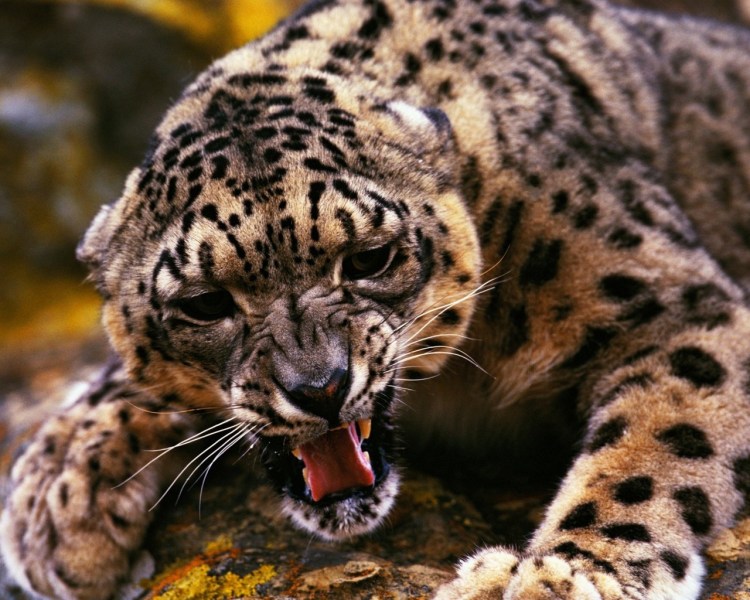 Леопард оскал