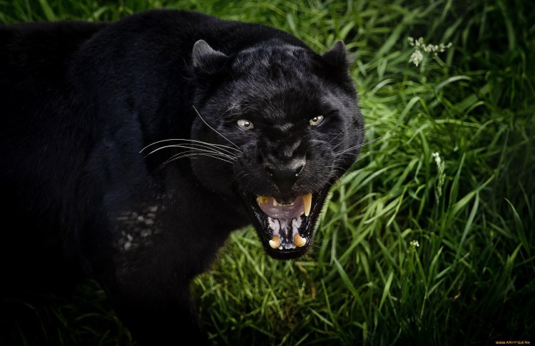 Саблезубая пантера