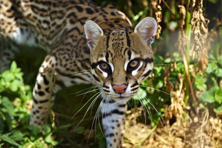 Карликовый Оцелот