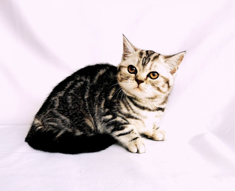 Шотландская прямоухая короткошерстная