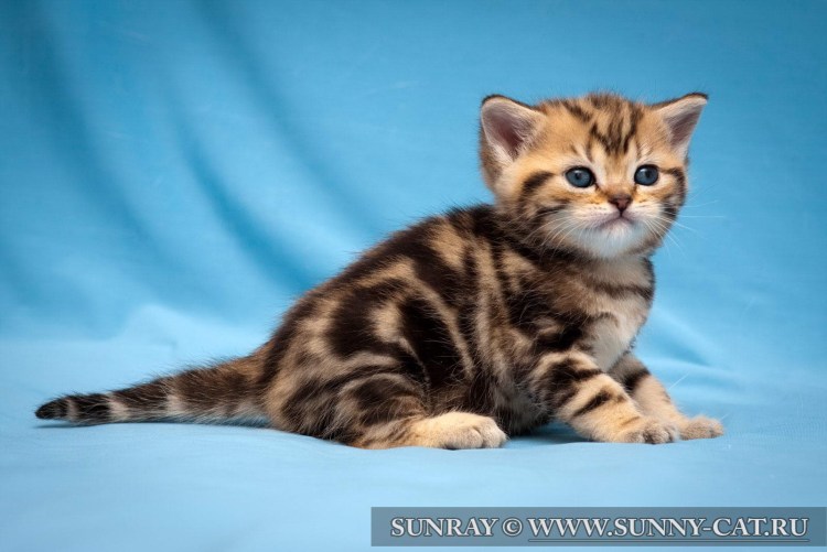 Шотландский скоттиш страйт