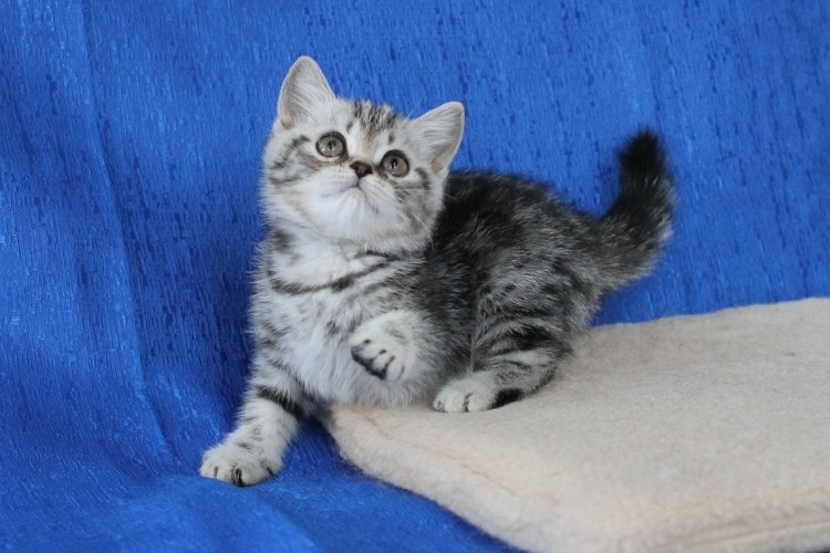Котёнок шотландский прямоухий мраморный