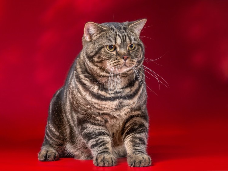 Шотландский скоттиш страйк