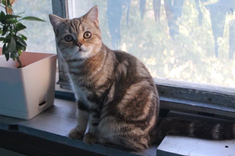 Скоттиш-страйт Шотландская прямоухая