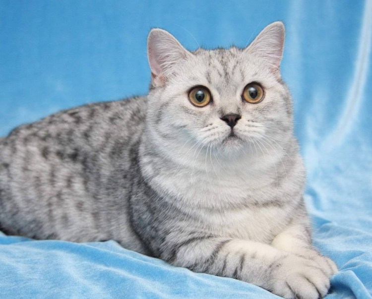 Шотландская кошка прямоухая мраморная