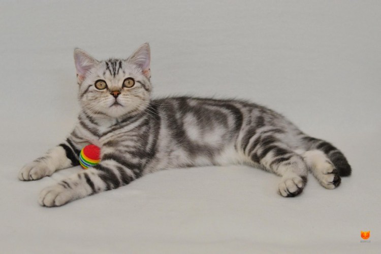 Шотландская прямоухая скоттиш