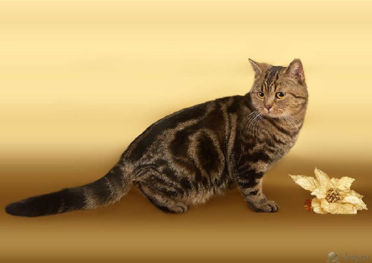 Шотландская кошка прямоухая мраморная