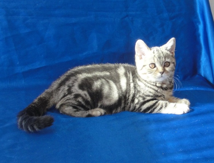 Кот британец мраморный