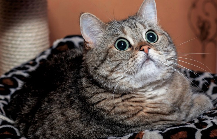 Британский мраморный табби