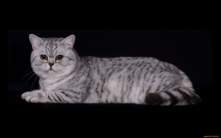 Скоттиш страйт черный