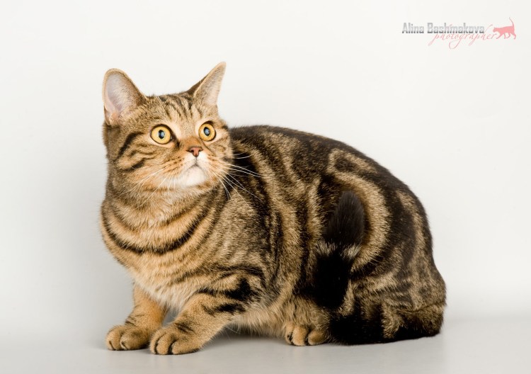 Вислоухие коты Шотландские скоттиш