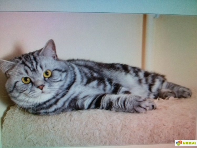 Британская Сильвер табби