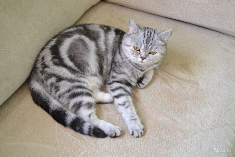 Шотландский скоттиш страйт