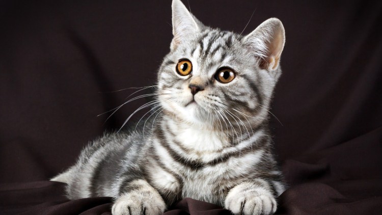 Дымчатые мраморный британец