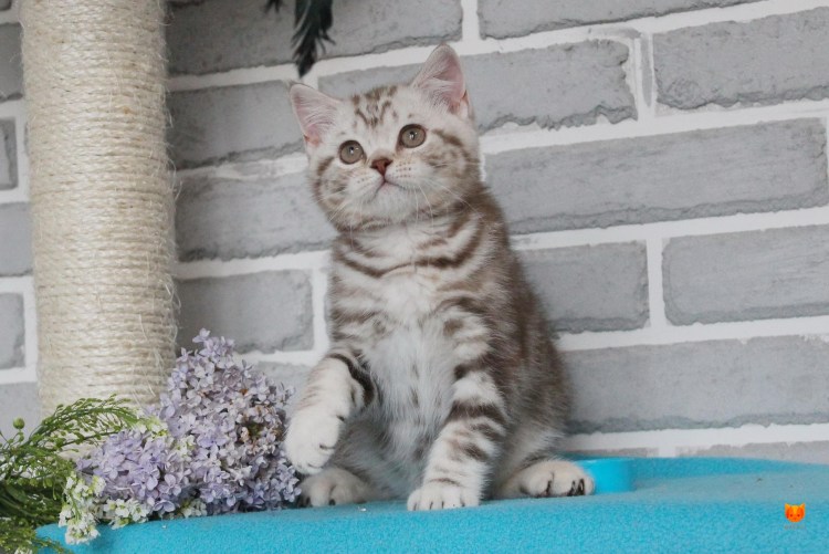 Шотландский скоттиш страйт