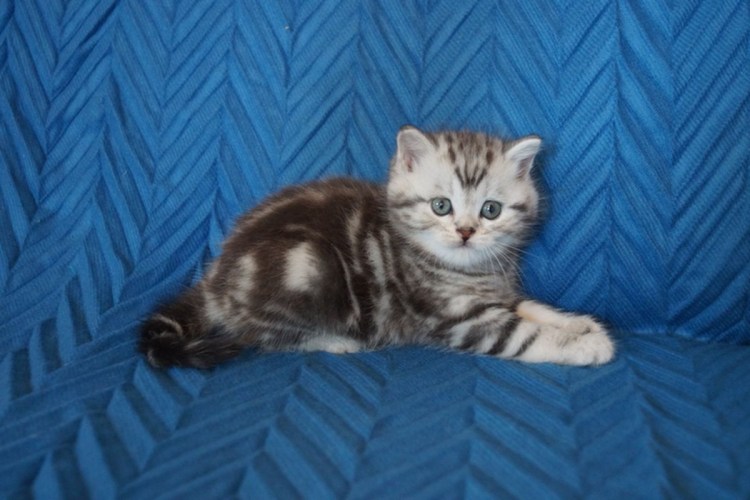 Черный мраморный табби британские