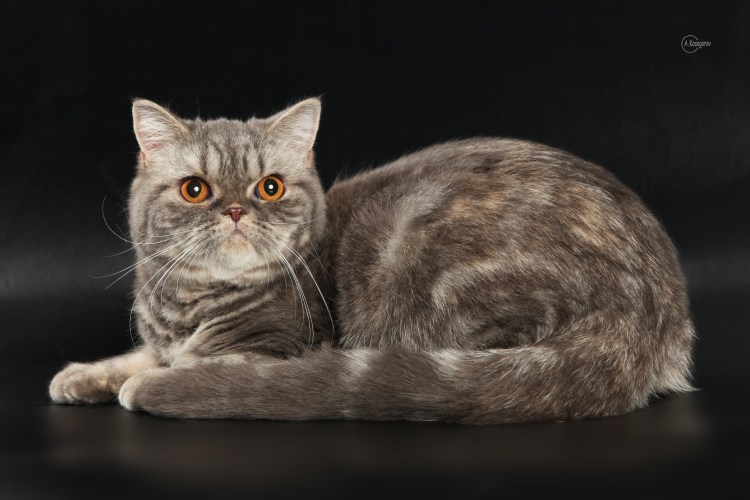 Шотландская прямоухая биколор