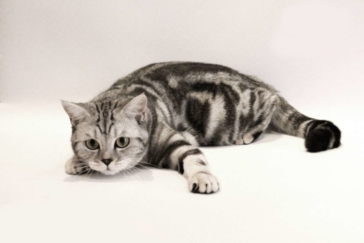 Шотландцы котята