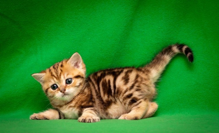 Шотландский скоттиш страйт мраморный