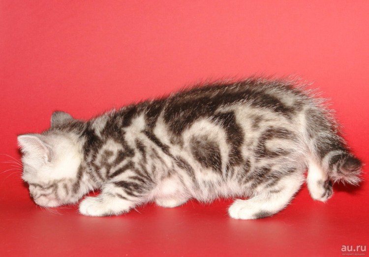 Шотландская прямоухая короткошерстная