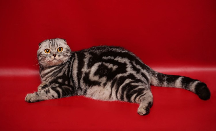 Шотландская прямоухая короткошерстная
