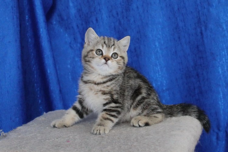 Скоттиш-страйт Шотландская прямоухая