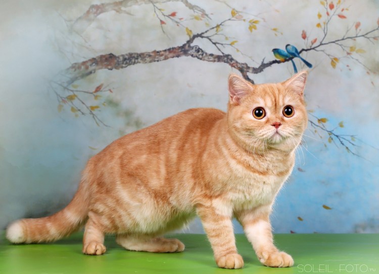 Британский короткошерстный кот полосатый