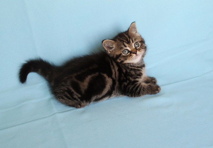 Мраморный табби макрель