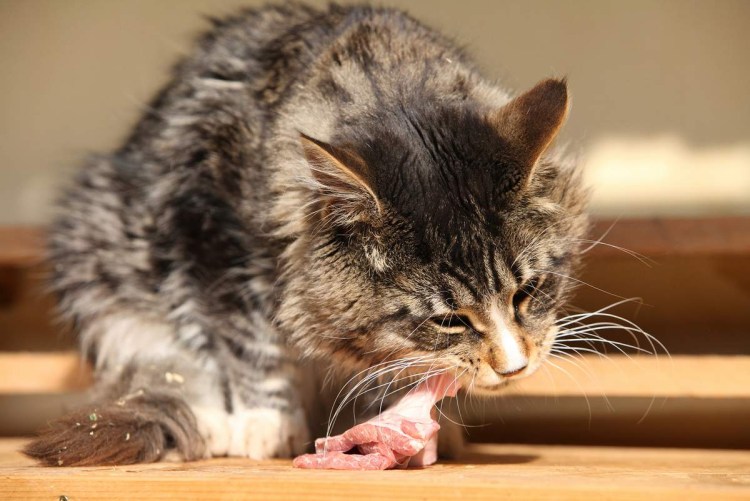 Кошечка кушает