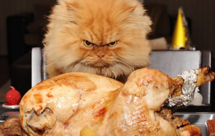 Еда для кошек