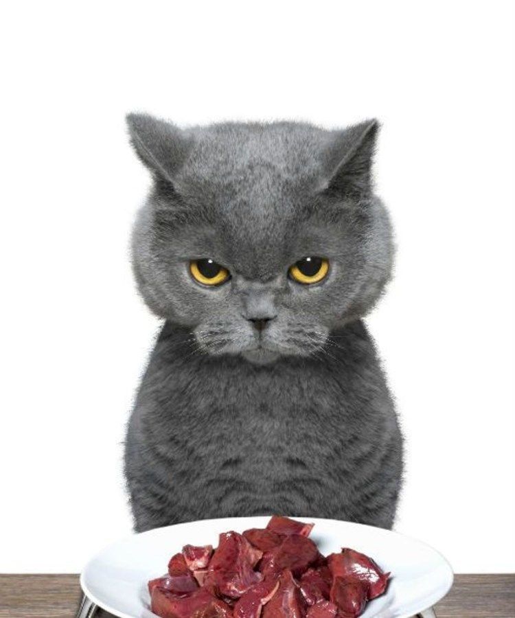 Рыжий кот ворует