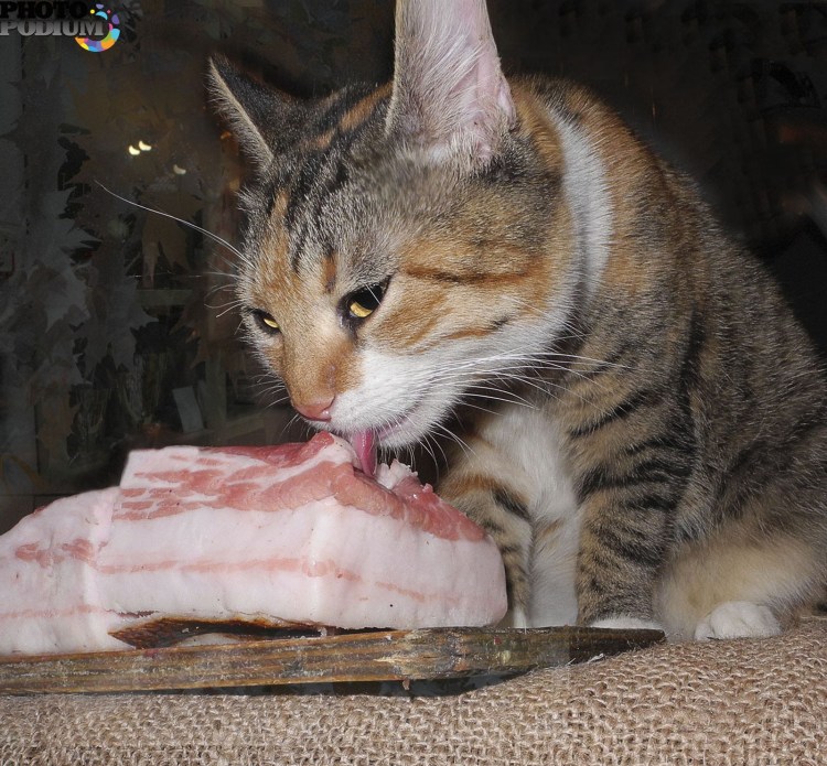 Кошка лакомится