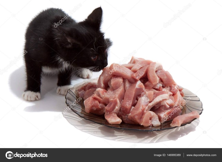 Кошка и много еды