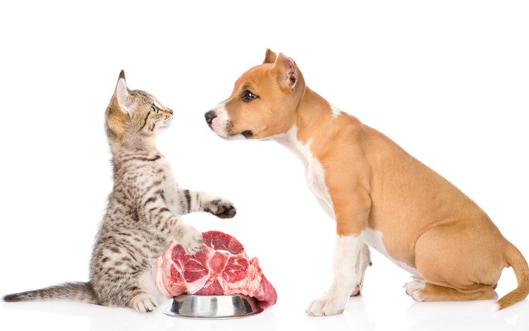 Кошка ест пюре