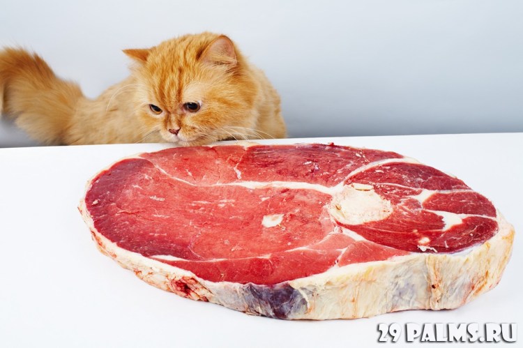 Реклама корма для животных