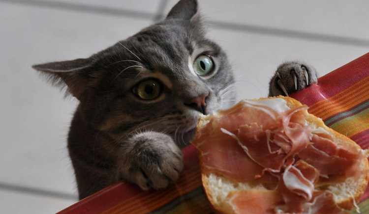 Кошка с пиццей