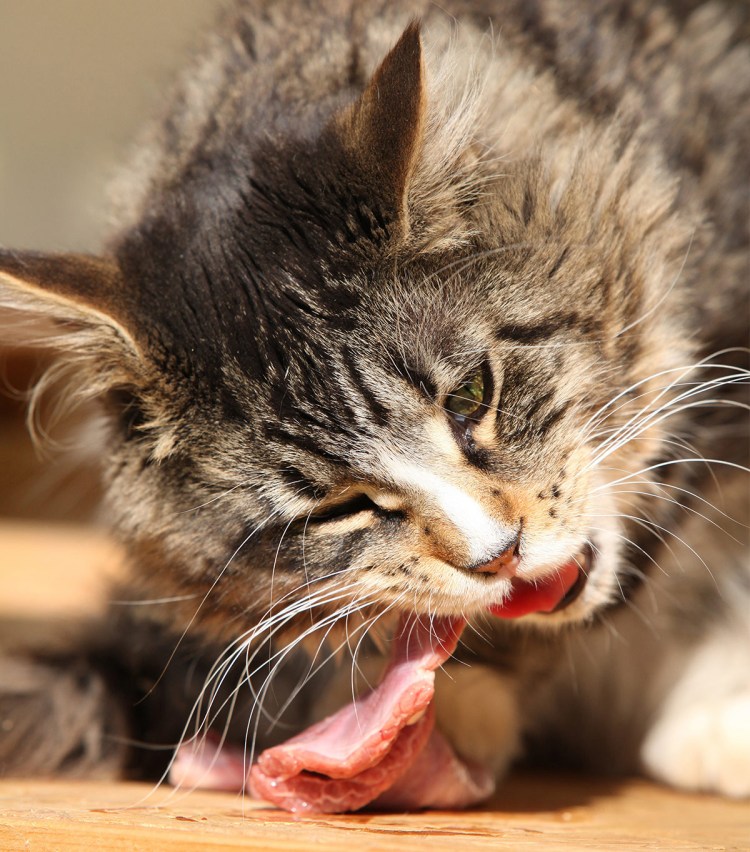 Еда для кошек