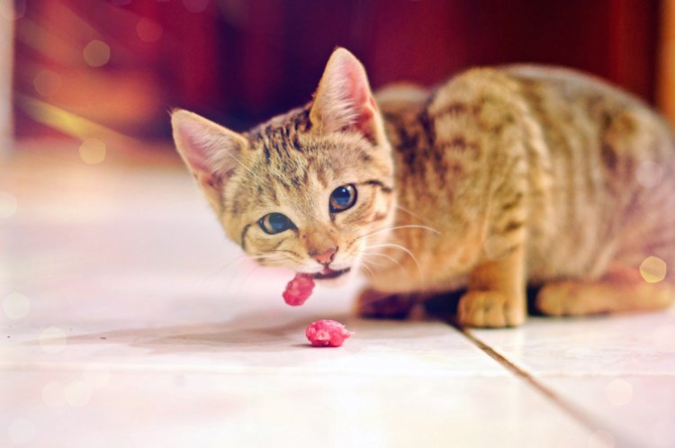 Что едят британские кошки