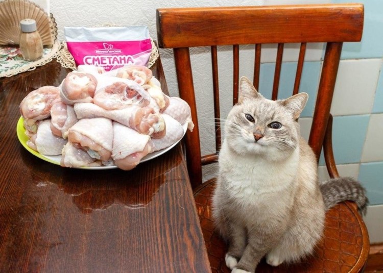 Кот ворует еду