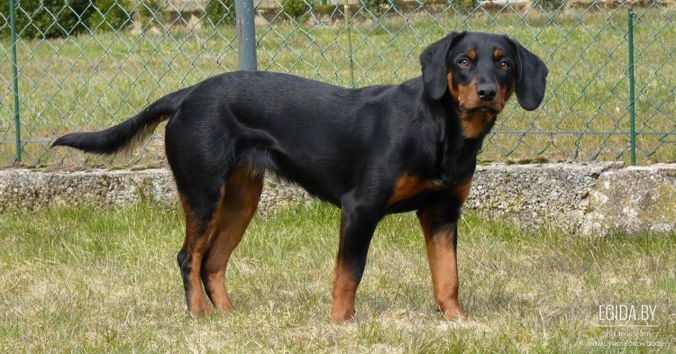 Бернский зенненхунд окрасы