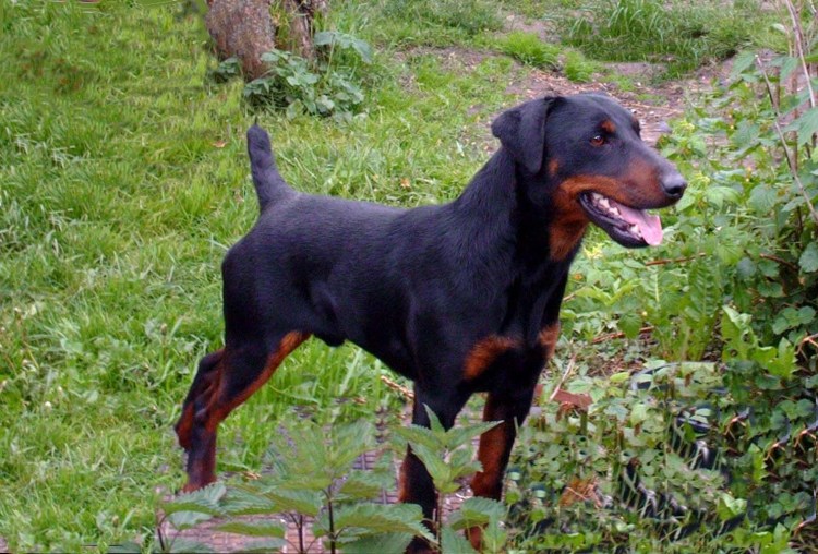 Русская гончая черноспинная