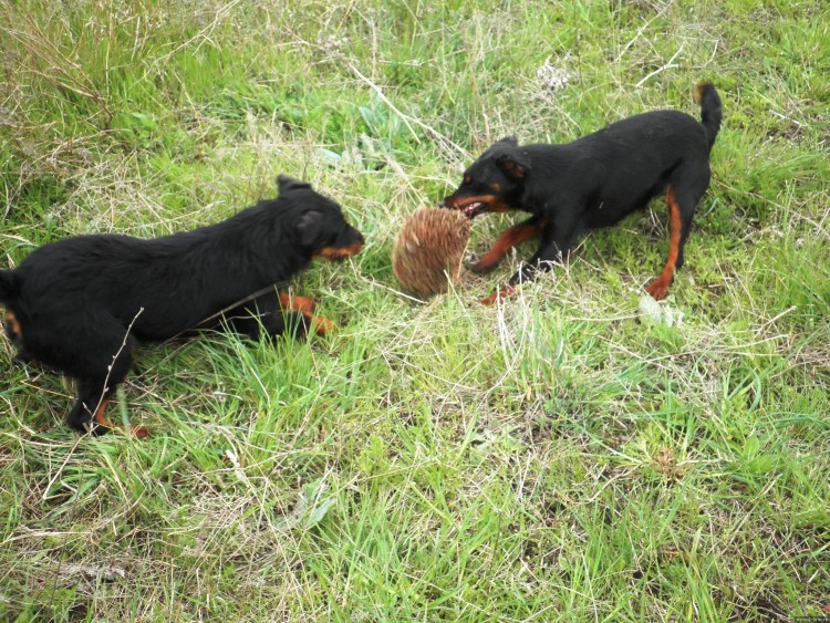Такса длинношерстная