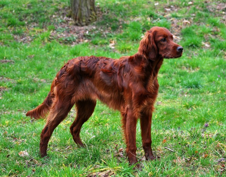 Шотландский сеттер-Гордон