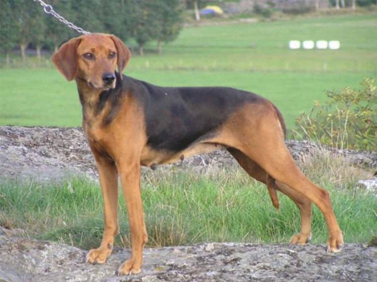 Гончая Шиллера