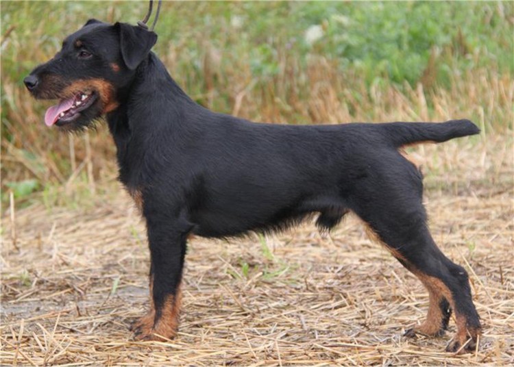 Русский охотничийспаниэль