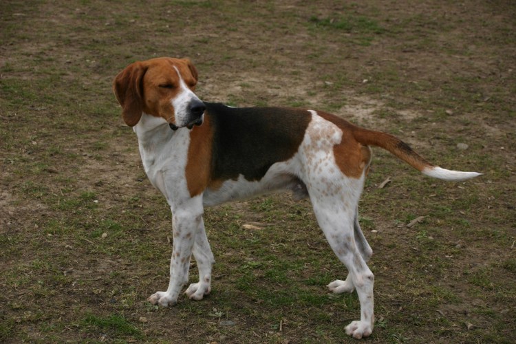 Австрийская гончая (Брандл-бракк)