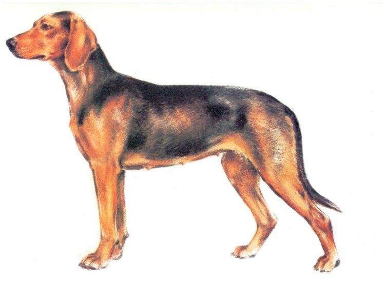 Золотистый сеттер