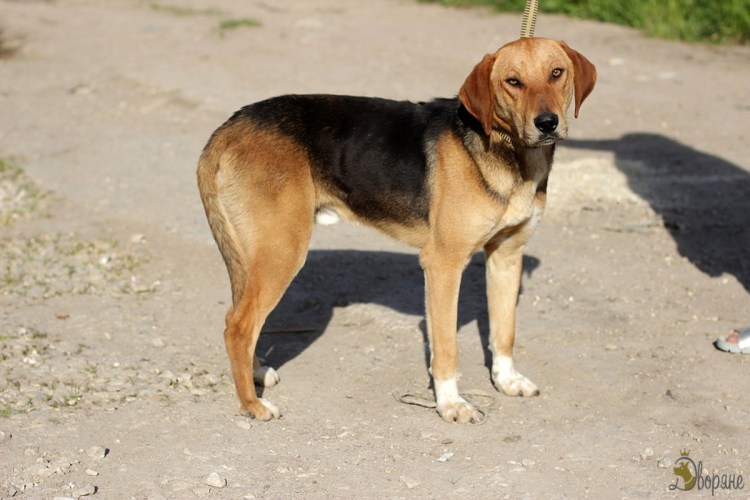 Кокер спаниель охотничья собака