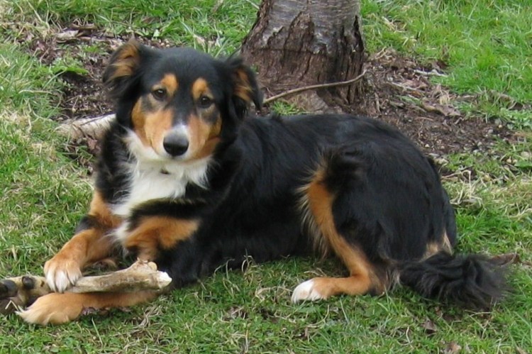 Ирландский красно-белый сеттер